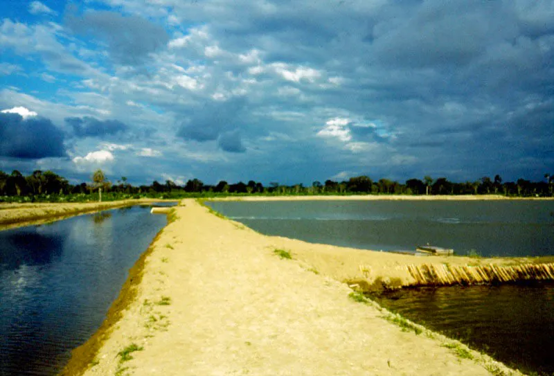 Otra forma racional de utilizar el estuario es la acuicultura en estanques, en especial la cría del camarón marino,
Penaeus vannamei. Los estanques se deben construir detrás de la franja del manglar para bombear el agua rica en nutrientes desde los
esteros. De ésta forma se logra crear una especie de estuario artificial donde se crían muy bien estos organismos, que tienen una gran aceptación en el mercado internacional y representan un filón para
la economía nacional.