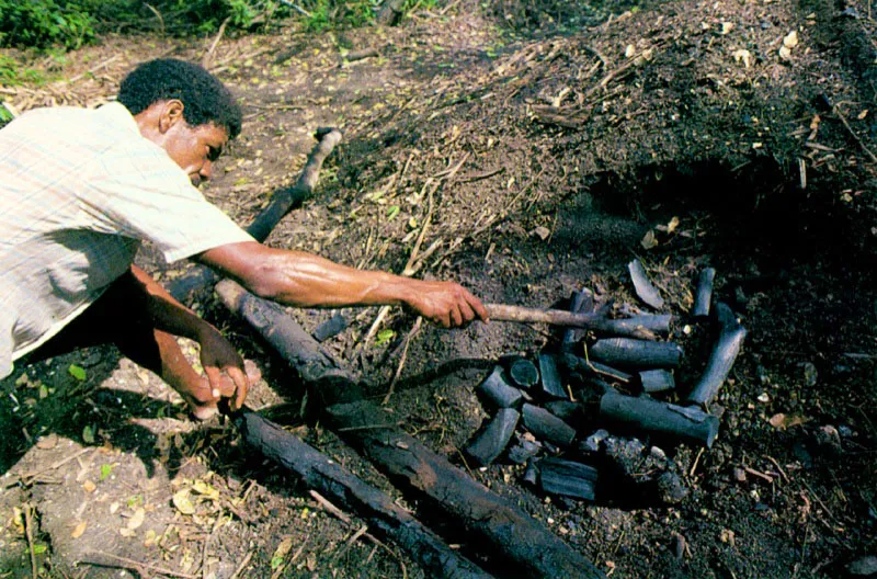 El carbón vegetal producido con madera de mangle es excelente por su alta concentración calorífica y la poca ceniza que deja al quemar. Desafortunadamente esto ha hecho que los manglares de borde del Atlántico se vean seriamente amenazados por la tala irracional a que son sometidos.