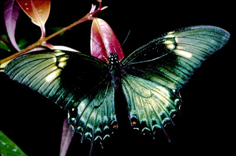 Heraclides androgeus. 
Hembra. A diferencia del macho, que tiene           coloracin amarilla, las hembras presentan tonos verdes que las confunden con los papilinidos venenosos del gnero Battus. Palestina, Caldas. 
1.000 m. 