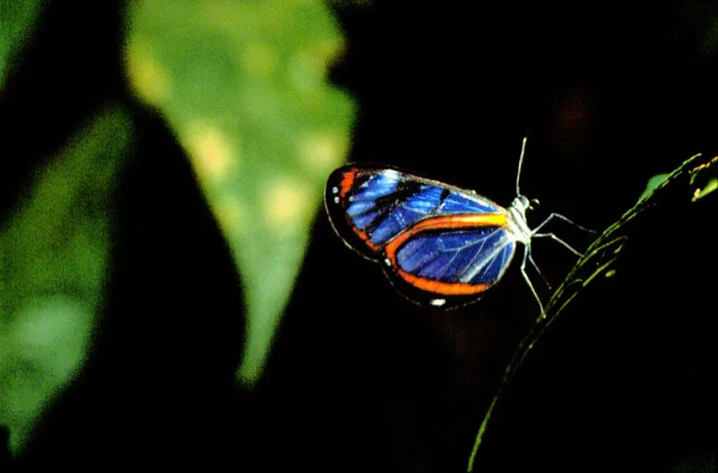 Ithomia sp.
Para buscar especies de Ithomiinae es preciso desplazarse al interior del bosque. All se encuentran descansando o volando en pequeos grupos. Serrana del Darin, Choc. 200 m. 