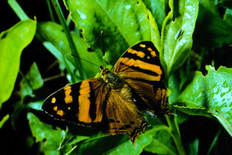 Hypanartia lethe.
Se encuentra distribuida desde el nivel del mar hasta los 2.500 m.      Cerro Tatam,     Risaralda. 1.800 m.
 