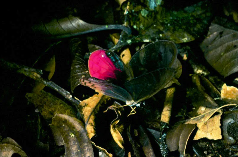 Cithaerias pytirosa.
Pertenece a una de las doce especies de alas transparentes que viven desde Centro Amrica hasta el sur del Brasil, habitando los lugares de suelo hmedo de las selvas. Ro Guamus, Putumayo. 400 m. 