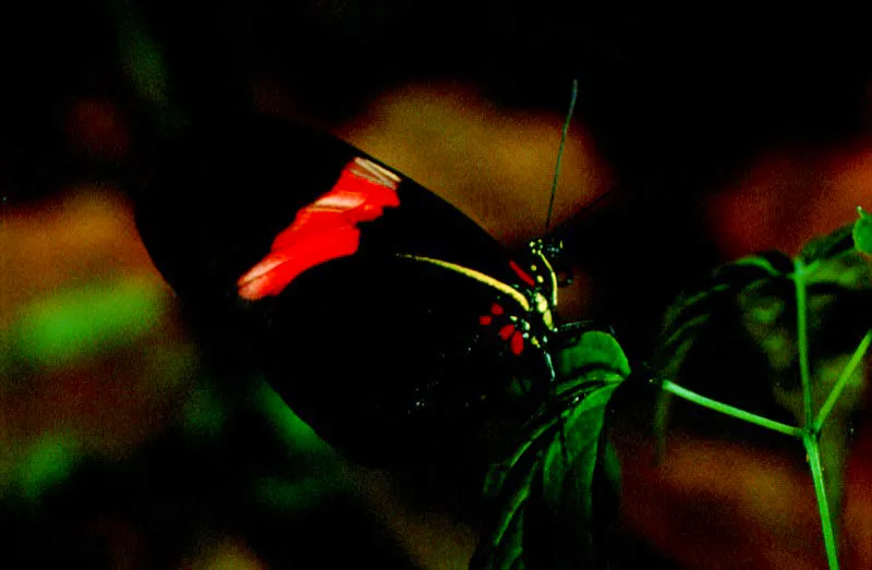 Dione glycera.
Las marcas metlicas que adornan las alas de esta especie son muy distintivas en estas mariposas, frecuentes en climas templados y fros, motivo por el cual las llaman espejitos. Bogot, Sabana, Cundinamarca.  2.680 m.  