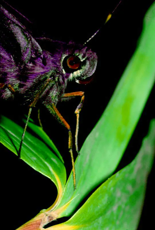 Astraptes sp.
Detalle de la cabeza de un hesprido. Muchas especies de mariposas presentan una bella coloracin iridiscente en los ojos, que desaparece al morir el animal.           Manizales, Caldas. 
2.150 m.  