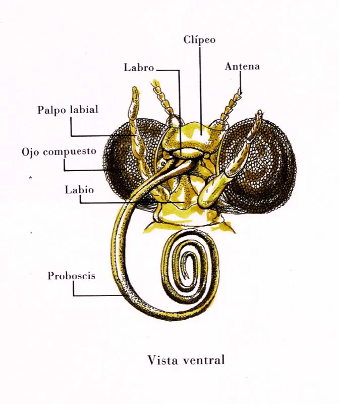 Vista ventral de la cabeza en una mariposa diurna, donde se destaca el aparato bucal chupador compuesto por la espiritrompa,
que es una transformacin evolucionada de las mandbulas. 