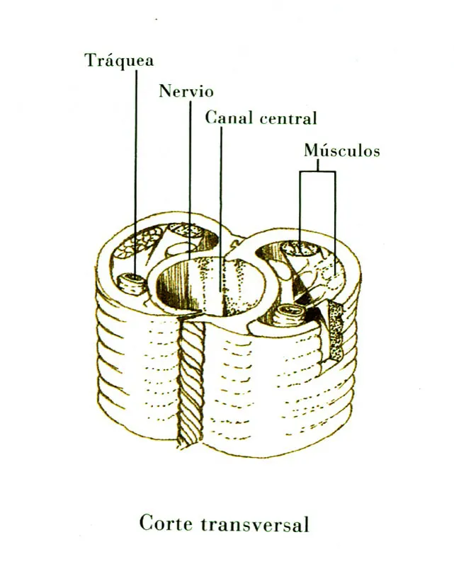 Corte transversal           aumentado de la espiritrompa, en una mariposa diurna.            La lengua o proboscis sirve para libar los alimentos. Tiene             internamente msculos, vasos y nervios que la hacen compleja.   