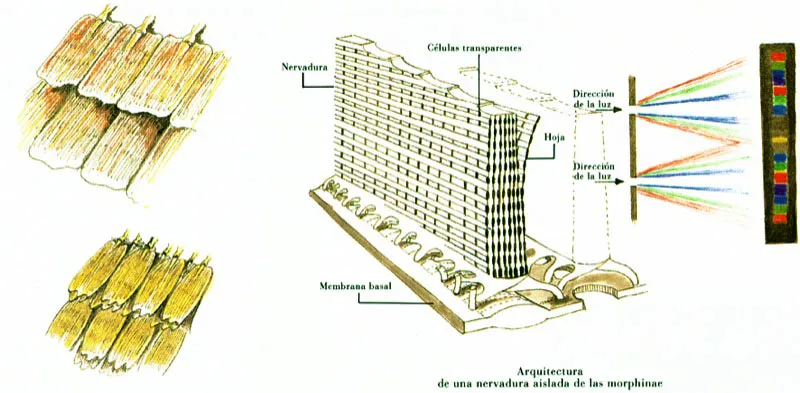 Detalle de la arquitectura de una vena aislada en una mariposa Morpho.
Una escama de tipo estructural se compone de hileras de nervaduras cubiertas de clulas transparentes. Cada nervadura est compuesta por siete hojas verticales, que conforman un enrejado que descompone la luz al pasar por sus 6.ooo ranuras. Las ondas de luz as descompuestas producen una serie de espectros de diferentes longitudes de onda dominando el azul, despus el verde, el amarillo y finalmente el rojo.  