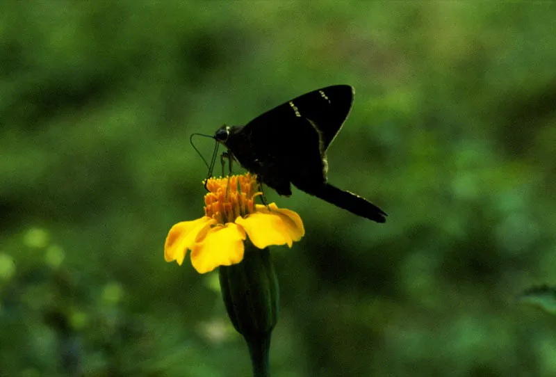 Urbanus dorantes.
Toda mariposa tiene espiritrompa o proboscis con la que se nutre. Es una modificacin del aparato bucal chupador-masticador bastante evolucionado en ellas. Serrana del Darin, Choc. 200 m. 