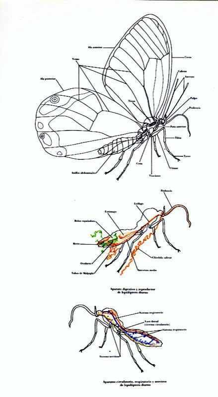 Vista lateral de un lepidptero diurno (Pseudohaetera hypaesia)en donde se destacan las principales estructuras internas. Toda mariposa presenta tambin sistemas orgnicos, pero mucho ms simples que el de los vertebredos superiores, especialmente el sistema nervioso y circulatorio. El sistema digestivo, urinario y genital terminan en un orificio comn pero cada uno con desembocadura independiente.                 El sistema locomotor se compone de msculos mucho ms desarrollados en la insercin de las alas que en el resto del cuerpo. 