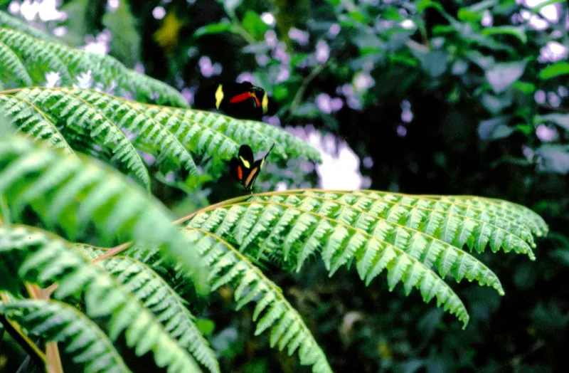 Heliconius clysonimus. 
En cierto momento del cortejo, la hembra se torna ms receptiva al macho facilitando el futuro acoplamiento sexual. Ro Negro, Risaralda. 1.800 m.  