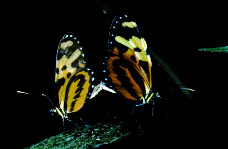 Morpho sulkowskyi. 
Esta rara cpula fue observada en la Reserva de Ro Blanco, Manizales, Caldas. Su planta nutricia es el chusque (Chusquea sp.) En Colombia es el mrfino que se encuentra a ms de 2.000 m. 