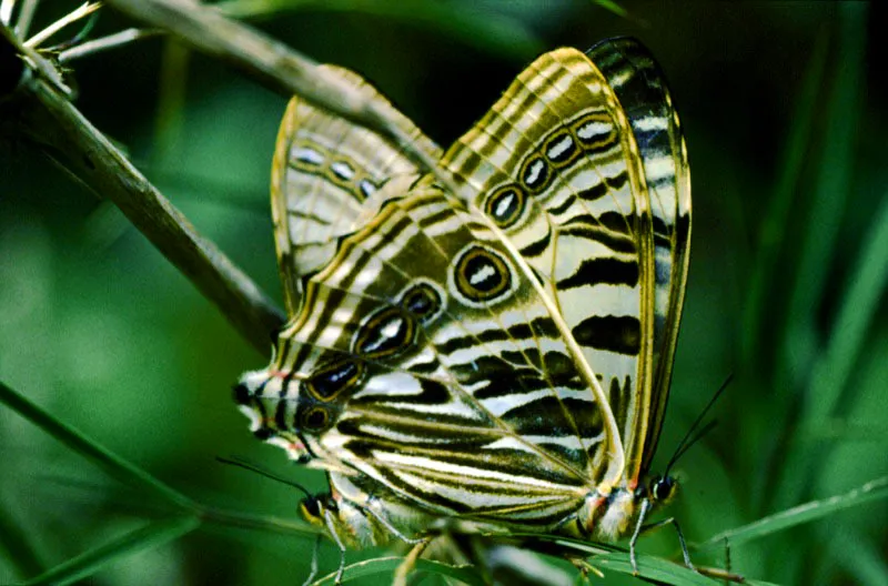 Mechanitis mazaeus.
La cpula de los itminos se realiza dentro de la selva. Aqu percibimos el tamao mayor de la hembra con respecto al macho, fenmeno 
generalizado en casi todas las mariposas diurnas. Guarato, Choc. 300 m. 