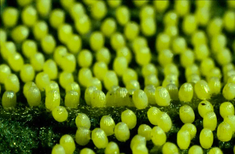 Actinote equatoria.
Los huevos de los Acraeinae o mariposas dormilonas son puestos en numerosos grupos y de manera desorganizada sobre plantas venenosas    de la familia Asteraceae.
Neira, Caldas. 1800 m.

Todos los huevos que observamos aqu, 
presentan diversa duracin en la eclosin de la primera y diminuta larva que dar origen, por cambios sucesivos, a la futura mariposa, no sin antes atravesar la etapa ms delicada, es decir, la crislida.  