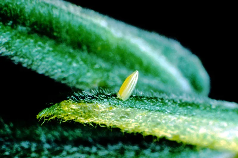 Phoebis philea.
Los huevos de Phoebis son colocados individualmente en el borde de las hojas y tienen forma elptica. Manizales, Caldas. 
2.000 m.

Todos los huevos que observamos aqu, 
presentan diversa duracin en la eclosin de la primera y diminuta larva que dar origen, por cambios sucesivos, a la futura mariposa, no sin antes atravesar la etapa ms delicada, es decir, la crislida.  