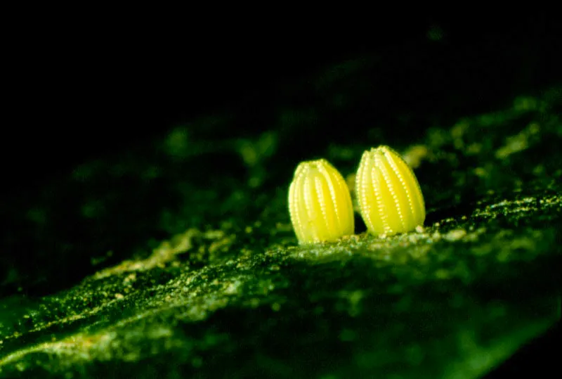 Dione glycera.
Los cigotos de los helicninos tienen forma ms ovalada; su superficie est cruzada de finas estras y son colocados de  uno en uno o de dos en dos.  Reserva Acaime, Quindo. 2.800 m.  

Todos los huevos que observamos aqu, 
presentan diversa duracin en la eclosin de la primera y diminuta larva que dar origen, por cambios sucesivos, a la futura mariposa, no sin antes atravesar la etapa ms delicada, es decir, la crislida.  