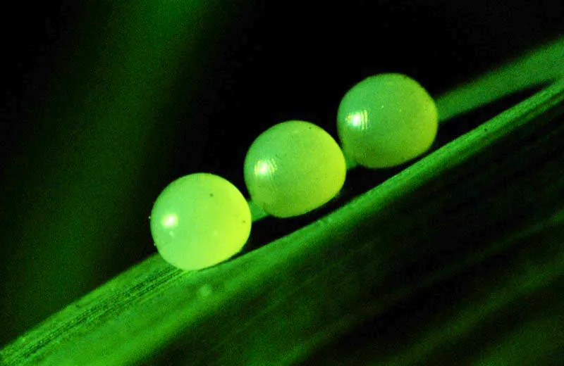 Pronophila orchewitsoni.
Los huevos de los satrinos andinos tienen forma esfrica  y son colocados en pequeos grupos sobre las hojas de las diferentes clases de gramneas. Ro Blanco, Manizales. 2.800 m.

Todos los huevos que observamos aqu, 
presentan diversa duracin en la eclosin de la primera y diminuta larva que dar origen, por cambios sucesivos, a la futura mariposa, no sin antes atravesar la etapa ms delicada, es decir, la crislida.  