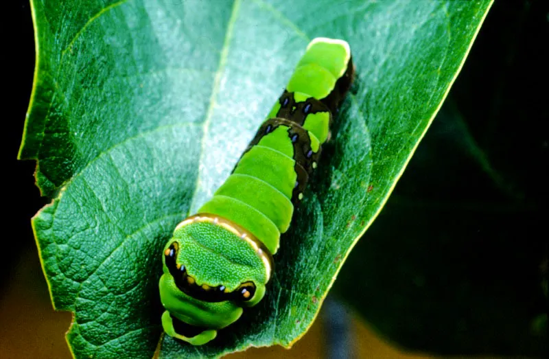 Oruga de Pterourus cleotas phaeton.
Algunas orugas muestran epidermis desnuda y vivamente coloreada, a pesar de carecer de pelos urticantes o apariencias amenazadoras. 