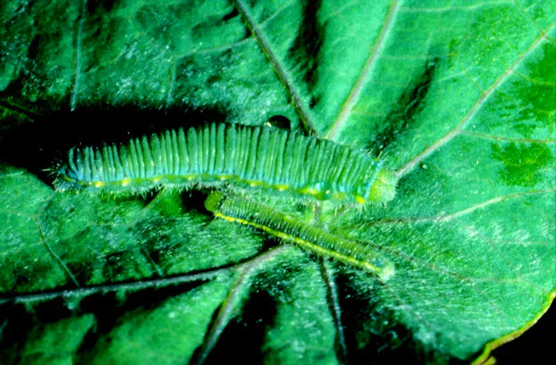  Oruga de Leptophobia.
Observamos aqu dos etapas en el crecimiento continuo de una oruga. El cambio de piel cuando se torna ms grande le facilita desechar la cutcula vieja, que nunca crece y que en un         momento dado la 
aprisiona. Ro Blanco, Manizales. 2.100 m. 