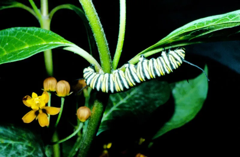 Danaus plexippus.
Una inmensa mayora de nuestras orugas presentan coloraciones verdes que les ayudan a confundirse con el medio que las rodea. En ciertas horas del da son ms activas alimentndose de los brotes tiernos de las plantas nutricias, y en la noche algunas son pasivas en tanto otras siguen comiendo vidamente. 