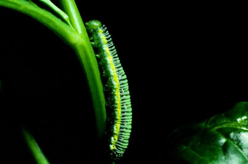 Leptophobia eleusis.
Una inmensa mayora de nuestras orugas presentan coloraciones verdes que les ayudan a confundirse con el medio que las rodea. En ciertas horas del da son ms activas alimentndose de los brotes tiernos de las plantas nutricias, y en la noche algunas son pasivas en tanto otras siguen comiendo vidamente. 