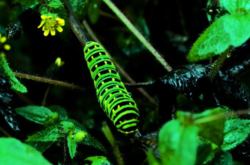 Papilio polyxenes.
Una inmensa mayora de nuestras orugas presentan coloraciones verdes que les ayudan a confundirse con el medio que las rodea. En ciertas horas del da son ms activas alimentndose de los brotes tiernos de las plantas nutricias, y en la noche algunas son pasivas en tanto otras siguen comiendo vidamente. 