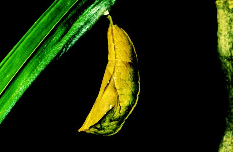 Crislida de Opsiphanes tamarindi . 
Las crislidas se 
suspenden de las hojas   por medio de un pequeo tallo denominado cremster, que tiene cierta movilidad cuando la pupa reacciona. Gnova, Quindo. 1.400 m. 