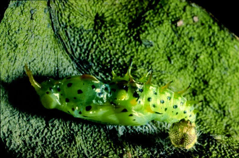 Catasticta hegemon helle. Bocatoma,             Manizales. 2.200 m.
 