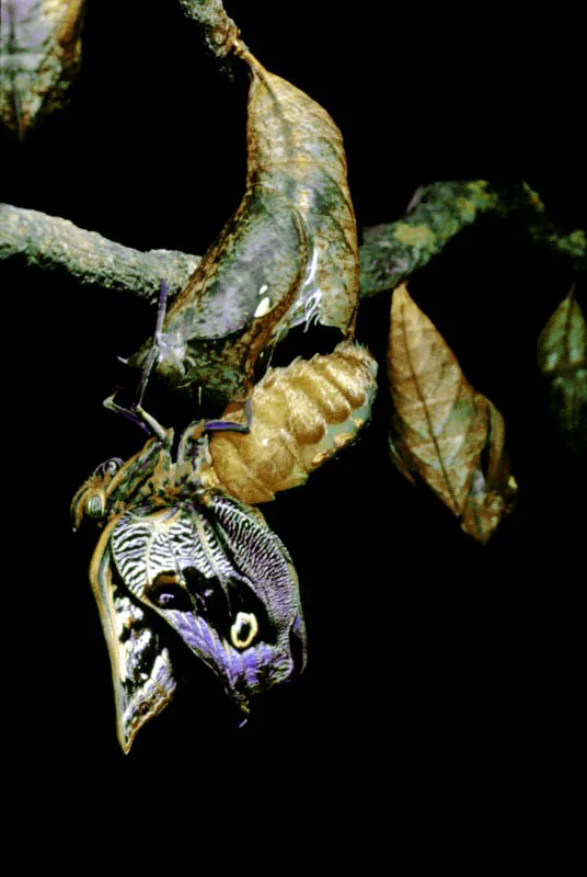 Eclosin del adulto.  
Todo el proceso, desde el huevo hasta el adulto, es de la especie Caligo oileus, tomado en el Jardn Botnico de la Universidad de Caldas.
En estado de huevo estuvo 8 das, 28 das en estado de oruga y en estado de pupa 28 das, para completar su ciclo biolgico. 