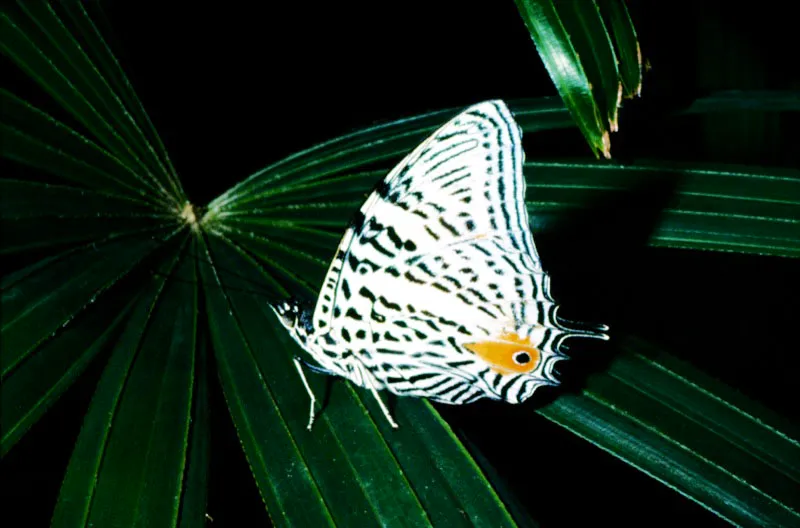 Baeotus amazonicus
Es frecuente verla en las selvas tropicales volando cerca a las habitaciones humanas o en los puentes que cruzan los ros. Orito, Putumayo. 300 m. 