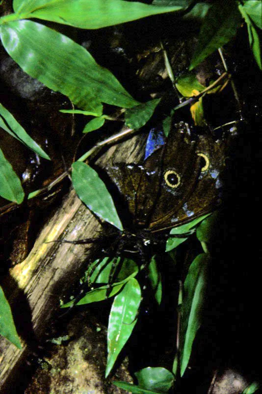 Las arañas también atrapan mariposas bien sea por medio de sus finas redes, o como en este caso, sorprendiéndolas con un movimiento rápido. Río Negro, Meta. 800 m.
