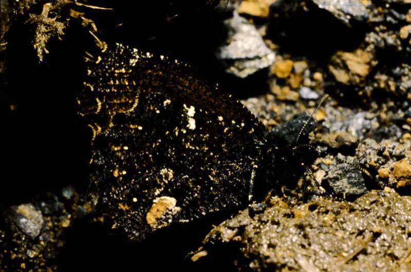 Sterimnia sp.
Se camufla muy bien en la tierra húmeda; si no efectúa movimiento es casi imposible percibirla. Reserva Acaime, Quindío. 2.800 m.