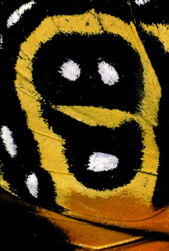 Callicore codomannus.