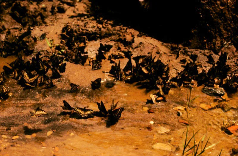 Congreso de Phoebis.
En las playas de los ríos y en la tierra húmeda encontramos reuniones numerosas de machos, casi todos del género Phoebis, mezclados con algunos papiliónidos, formando verdaderos enjambres con el fin de absorber sales y potasio, que pierden en los grandes desplazamientos. Río Dagua, Pacífico.
300 m.