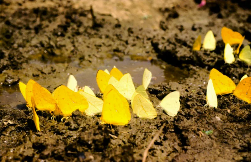 Otro ejemplo de congregaciones de mariposas de tierra húmeda pertenecientes al género Catasticta. Reserva forestal Río Blanco, Manizales.
2.300 m.