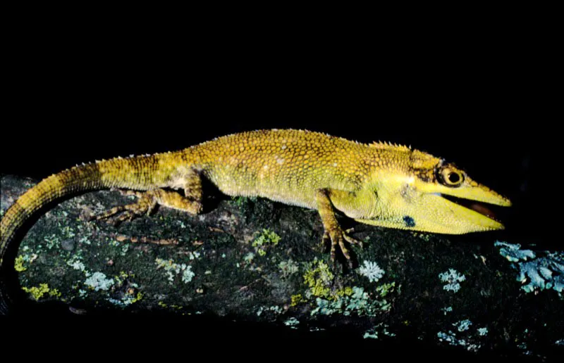 Phenacosaurus heterodermus.
Los lagartos
pertenecientes a las familias Iguaniidae son depredadores de insectos. Se acercan sigilosamente a las mariposas y las atrapan rápidamente.