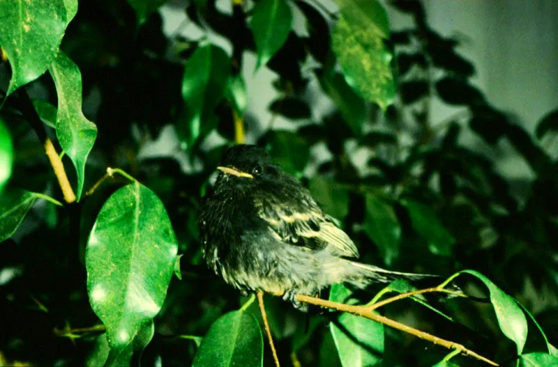 Los tiránidos
igualmente capturan mariposas. Pájaros de esta familia se han visto capturando ninfálidos del género Memphis en vuelo, ya que les resulta difícil localizarlas cuando están asentadas, por su gran parecido a una hoja seca.