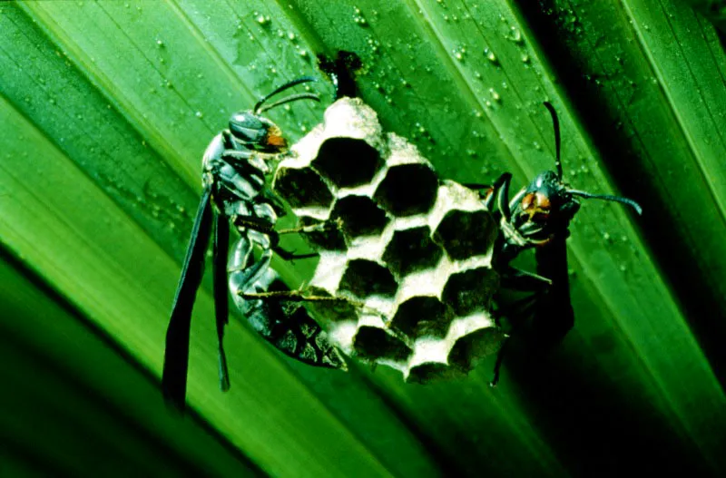 Polistes sp.
La acción depredadora que hacen las avispas sobre las orugas es muy cruel. Suelen arrancarles a éstas trozos de piel, en carne viva, sin que exista ninguna posibilidad de defensa frente a estos enemigos tan carnívoros.