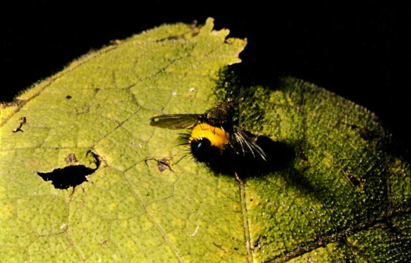 Tachinidae.
En el orden de las moscas o Diptera, figuran las de la familia Tachinidae como activos enemigos de las mariposas. Ellas ponen los huevos sobre los diversos estados inmaduros por los que pasan los lepidópteros. Se destacan en el trópico como principales víctimas las Morpho y Caligo.