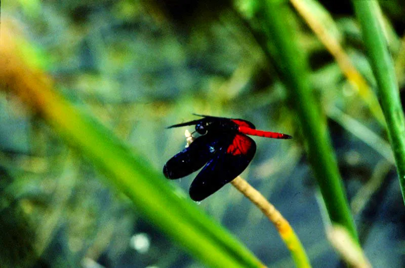 Libélulas de famila Aeschnidae .
Otros invertebrados activos cazadores de mariposas y de vuelo veloz, son las libélulas, que tienen una gran visión que les permite detectar sus posibles víctimas y cazarlas al vuelo. Están ampliamente diseminadas en los climas cálidos del país.