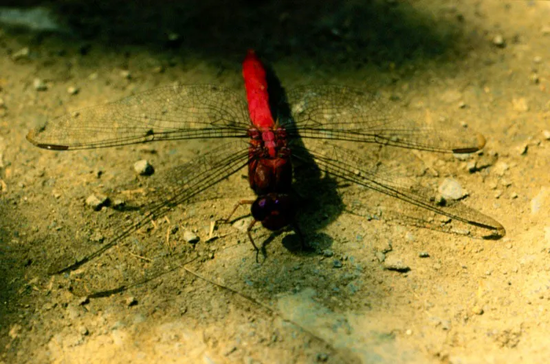 Libélulas de famila Aeschnidae .
Otros invertebrados activos cazadores de mariposas y de vuelo veloz, son las libélulas, que tienen una gran visión que les permite detectar sus posibles víctimas y cazarlas al vuelo. Están ampliamente diseminadas en los climas cálidos del país.