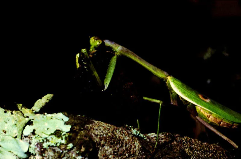 Mantidae.
Los mantidos o rezanderas son muy carnvoros. No pierden ninguna oportunidad de capturar presas, con sus ganchos (adaptacin de   las patas anteriores ubicadas en el protrax), incluso las mariposas, que son devoradoras vivas, sin la inoculacin de venenos.  