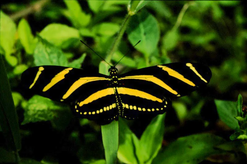Heliconius charitonia.
Llamada “cebra” en algunos países, vive en Colombia pero en regiones montañosas de clima templado cálido, volando en claros abiertos y de poca vegetación. Río Cauca, Valle. 1.000 m.