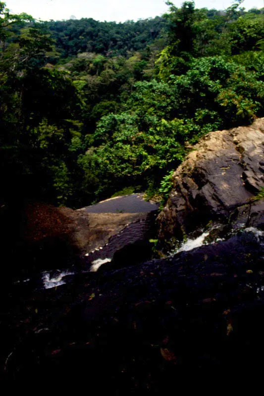 Serrana del Darin, salto del Tilupo, Choc.
La selva neotropical del Choc, una de las hmedas del mundo, es la que  contiene la mayor cantidad de endemismos pertenecientes a la subfamilia Riodininae. 