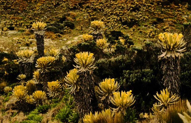 Parque Nacional Los Nevados. Pramo.
Por encima de los 3.200   la vegetacin es muy achaparrada y son muy comunes las variedades de frailejones como este conglomerado de            altramuz, Lupinus alopecuroides, del parque Los Nevados. Las familias ms frecuentes aqu son piridos, satrinos y hespridos.  