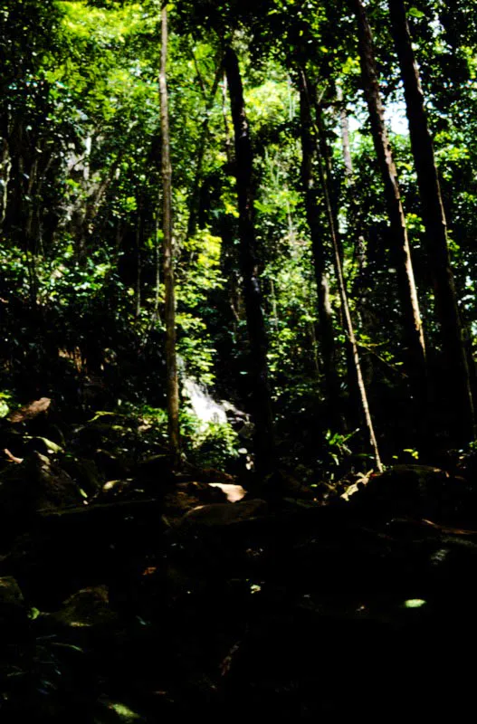 Araracuara, Amazonas.
La selva hmeda neotropical se encuentra desde el nivel del mar hasta los 1.000 m. Tiene gran cantidad de especies de rboles. Estos paisajes albergan la fauna ms   rica en mariposas. Por su belleza y diversidad, se destacan los mrfinos, braslinos, riodninos y ninflidos. 