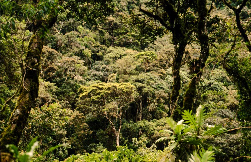 Reserva biolgica Acaime, Quindo.
La selva andina es una de las subzonas ms llamativas de nuestro ecosistema neotropical, por su constante humedad y lluvias que la hacen tener una permanente neblina, motivo por el cual se ha llamado a este tipo de bosques Bosque nublado andino. 