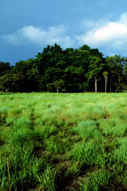 Parque nacional El Tuparro, Vichada.          En reas tropicales hmedas, nuestras mariposas se concentran ms que todo en lugares cercanos a ros y          quebradas, donde se destacan las grandes        Morphinae, de coloracin azul, que vuelan en las horas ms clidas del da. 