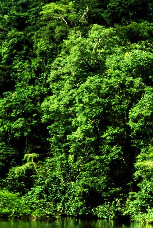 Orillas del ro San Pich, Choc.  
La selva ecuatorial lluviosa del Choc y la costa pacfica son una de las regiones ms ricas del mundo en biodiversidad. En mariposas falta an mucho por descubrir especialmente en riodninos, licnidos y hespridos. 