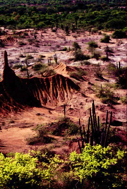 Desierto de la Tatacoa, Huila.
Las formaciones secas son muy propensas a los incendios forestales en verano. Estos bosques presentan poca fauna de Ithomiinae y Pieridae. 