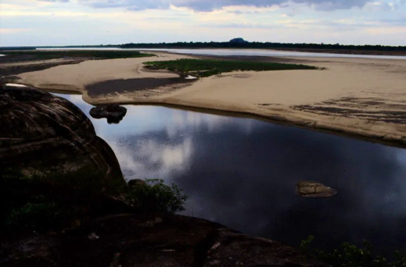 Desembocadura del ro Meta al ro Orinoco. Vichada.
Los llanos, a pesar de no presentar coberturas vegetales considerables, tienen ciertos bosques que bordean los ros llamados bosques de galera. Contienen una abundantsima fauna de mariposas, sobre todo de itminos. 